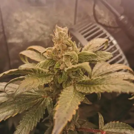 The White Sweet Candy OG / SSSC