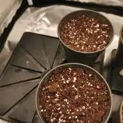 Lemon Z Dutch Passion Coco Grow