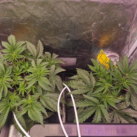 Bakerman (Jealousy x La Bomba) / Coco