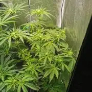 Tiger Style Dope Seeds Coco Grow