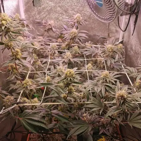 Apples & Bananas / Lemon Zkittle Coco