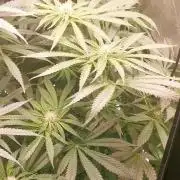 Tiger Style Dope Seeds Coco Grow
