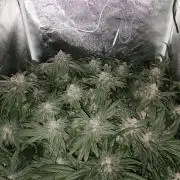 Apple Fritter Coco Grow