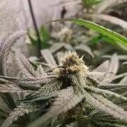 Lemon Z Dutch Passion Coco Grow