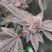 Zkittlez/The Original Z (TerpHogz Cut)