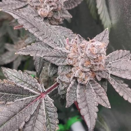 Zkittlez/The Original Z (TerpHogz Cut)