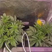 Bakerman (Jealousy x La Bomba) / Coco