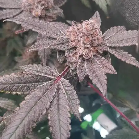 Zkittlez/The Original Z (TerpHogz Cut)