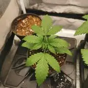 Lemon Z Dutch Passion Coco Grow