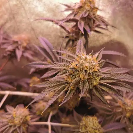 Apples & Bananas / Lemon Zkittle Coco
