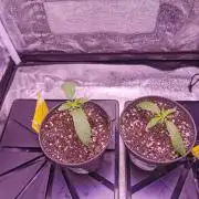 Bakerman (Jealousy x La Bomba) / Coco