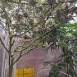 Apples & Bananas / Lemon Zkittle Coco