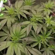 The White Sweet Candy OG / SSSC