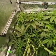 Lemon Z Dutch Passion Coco Grow