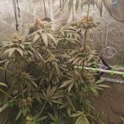 The White Sweet Candy OG / SSSC
