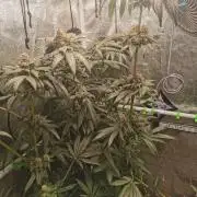 The White Sweet Candy OG / SSSC