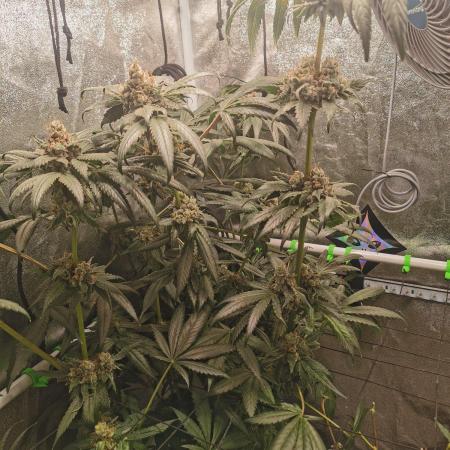 The White Sweet Candy OG / SSSC
