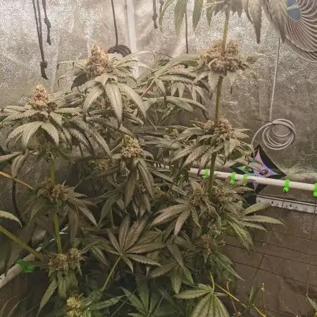 The White Sweet Candy OG / SSSC