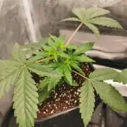 Lemon Z Dutch Passion Coco Grow