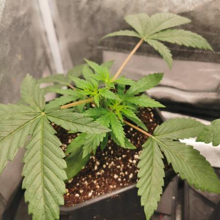 Lemon Z Dutch Passion Coco Grow