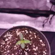 Bakerman (Jealousy x La Bomba) / Coco