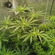 Lemon Z Dutch Passion Coco Grow