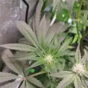 The White Sweet Candy OG / SSSC