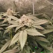 Zkittlez/The Original Z (TerpHogz Cut)