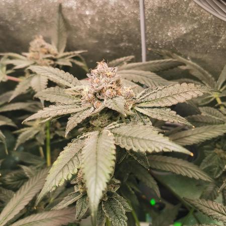 Zkittlez/The Original Z (TerpHogz Cut)