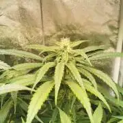 Tiger Style Dope Seeds Coco Grow