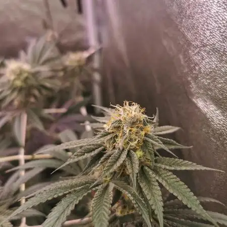 Apples & Bananas / Lemon Zkittle Coco