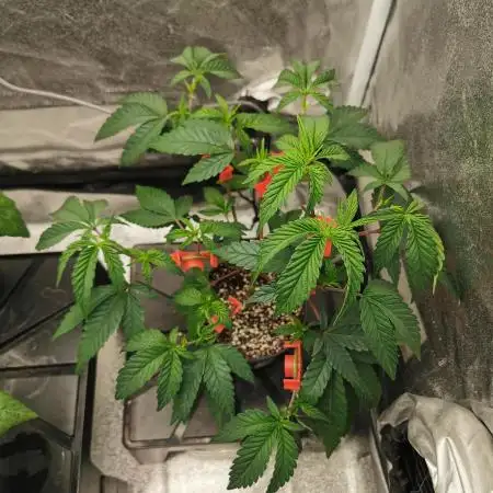 Zkittlez/The Original Z (TerpHogz Cut)