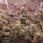 Apples & Bananas / Lemon Zkittle Coco