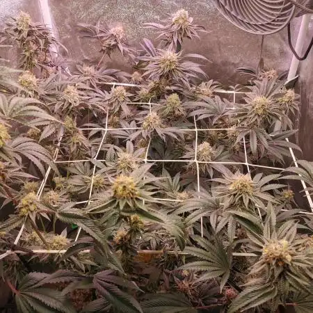 Apples & Bananas / Lemon Zkittle Coco