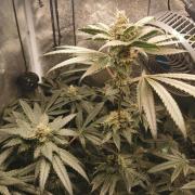 The White Sweet Candy OG / SSSC