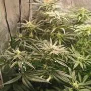 Lemon Z Dutch Passion Coco Grow