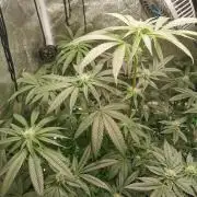 The White Sweet Candy OG / SSSC