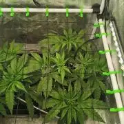 Tiger Style Dope Seeds Coco Grow