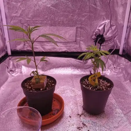 Apples & Bananas / Lemon Zkittle Coco