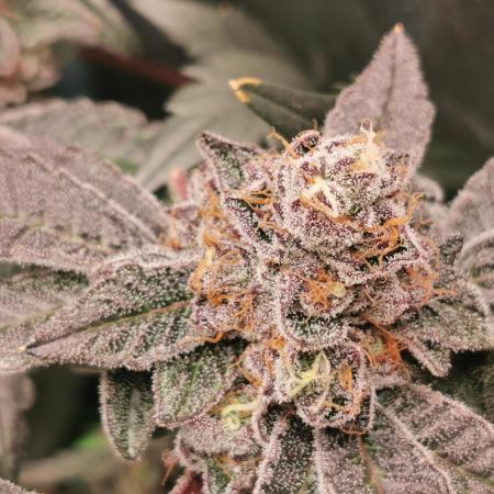 Zkittlez/The Original Z (TerpHogz Cut)