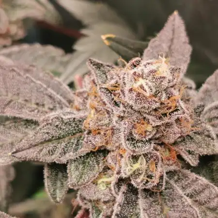 Zkittlez/The Original Z (TerpHogz Cut)