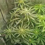 Lemon Z Dutch Passion Coco Grow