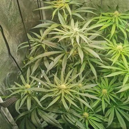 Lemon Z Dutch Passion Coco Grow