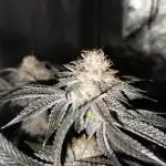 Apples & Bananas / Lemon Zkittle Coco