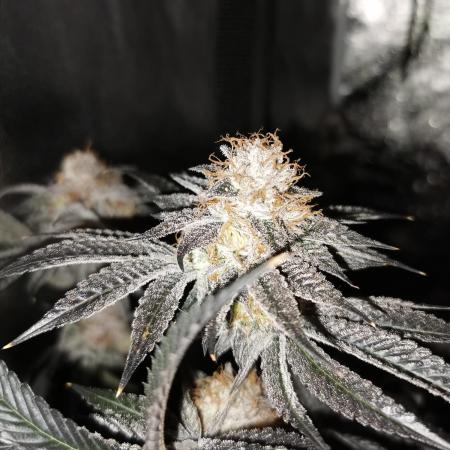 Apples & Bananas / Lemon Zkittle Coco