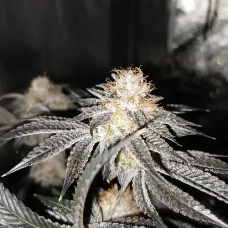 Apples & Bananas / Lemon Zkittle Coco