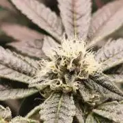 Zkittlez/The Original Z (TerpHogz Cut)