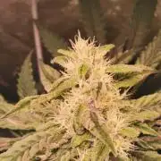 Tiger Style Dope Seeds Coco Grow