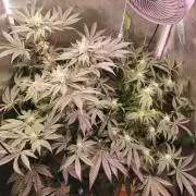 Bakerman (Jealousy x La Bomba) / Coco