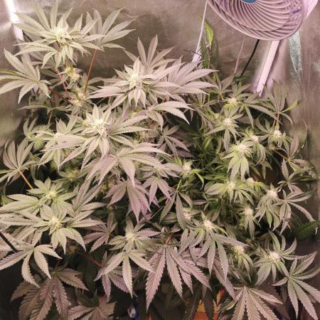 Bakerman (Jealousy x La Bomba) / Coco